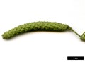 SpeciesSub: subsp. szechuanica